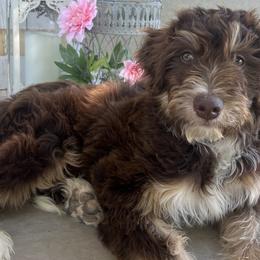 Froggy - Red tri-color Aussiedoodle puppy in Minersville, Utah from Utah Faith Doodles