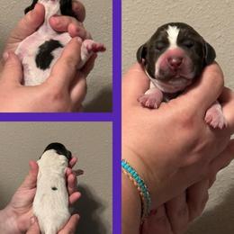 Brioche (purple) - Liver roan female German Shorthaired Pointer puppy in Marshfield, Missouri from Suma Kennels