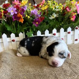 Hazel - Blue merle female Miniature American Shepherd puppy in Cowlitz County, Washington from Pleasant Woods Miniature American Shepherds