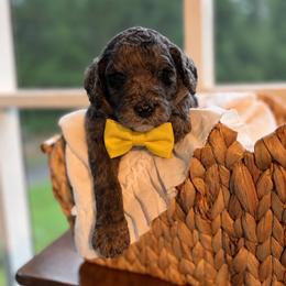 Yellow - Merle male Goldendoodle puppy in Ranger, Georgia from Muscadine Meadows Poodles and Doodles