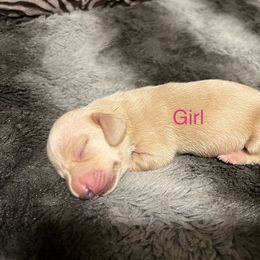 Dachshund Puppies from Chamberlains Doxie