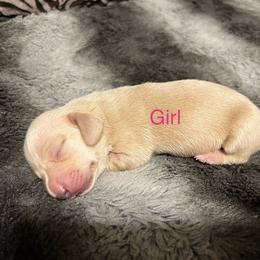 Dachshund Puppies from Chamberlains Doxie