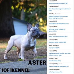 American Pit Bull Terrier, French Bulldog, and Staffordshire Bull Terrier Puppies from Pacific Wonderland French Bulldogs