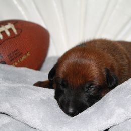 Belgian Malinois Puppies from Pyrex Kennels