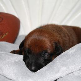 Belgian Malinois Puppies from Pyrex Kennels