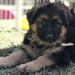 German Shepherd Puppies from Zwinger vom Schneider Wald