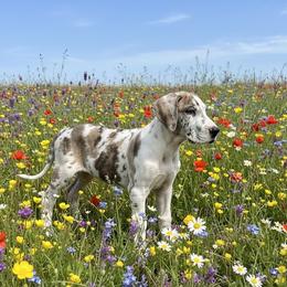 Granite - Harlequin male Great Dane puppy in Florida from Beachside Kennels