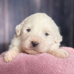 Yellow Girl - White female Great Pyrenees puppy in Elfrida, Arizona from Outlaw Acres Farm & Kennels