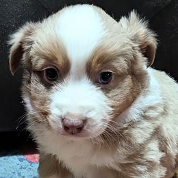 Stabler - Red merle male Miniature Australian Shepherd puppy in Frankfort, Indiana from Haleys Farm