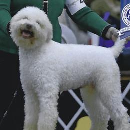 Ripley - Off-white male Lagotto Romagnolo puppy in Powder Springs, Georgia from Two By Two Lagotto