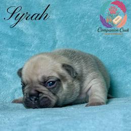 Girl 2 - Fawn female French Bulldog puppy in Bowman, Georgia from Companion Creek Farm