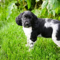 Large Münsterländer Puppies from EAGLES NEST KENNELS