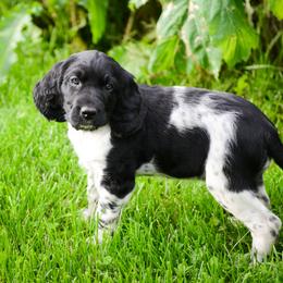 Large Münsterländer Puppies from EAGLES NEST KENNELS