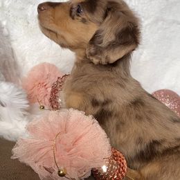 Dachshund and Miniature Schnauzer Puppies from The Bossy Doxie Farm
