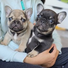 French Bulldog Puppies from Emeraldfrenchies