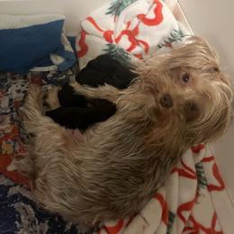 Babyface - Black and tan male Yorkshire Terrier puppy in Beavercreek, Ohio from The Yorkie Den, LLC