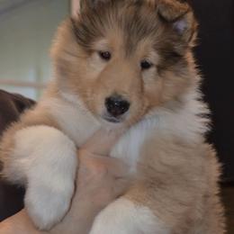 Collie Puppies from Castlebar Collies
