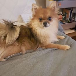 Basil - Pomeranian