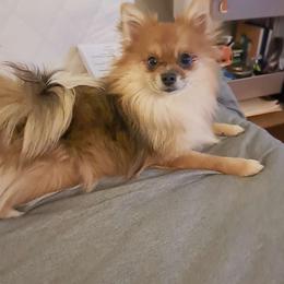 Basil - Pomeranian