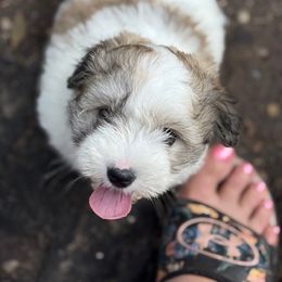 Coton de Tulear and Sheepadoodle Puppies from Majestic Creek Puppies