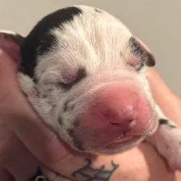 Channing - Harlequin male Great Dane puppy in Hutchinson, Kansas from Dappled Danes