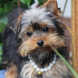 Willow - Black and tan female Yorkshire Terrier puppy in Hughesville, Missouri from Puppykiss4u