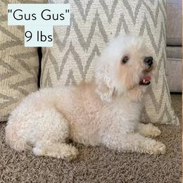 Gus - Golden Retriever