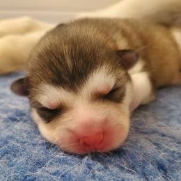 Miss Pink - Alaskan Malamute puppy from ArctiCircle Alaskan Malamutes