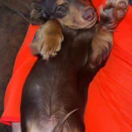 Dachshunds and French Bulldogs from Jessica's French Bulldogs and Dachshunds