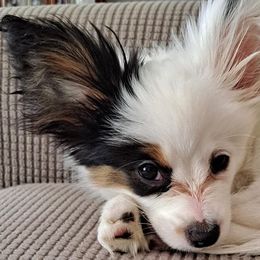 Papillons from 4 Paws Piper's Legacy Papillons