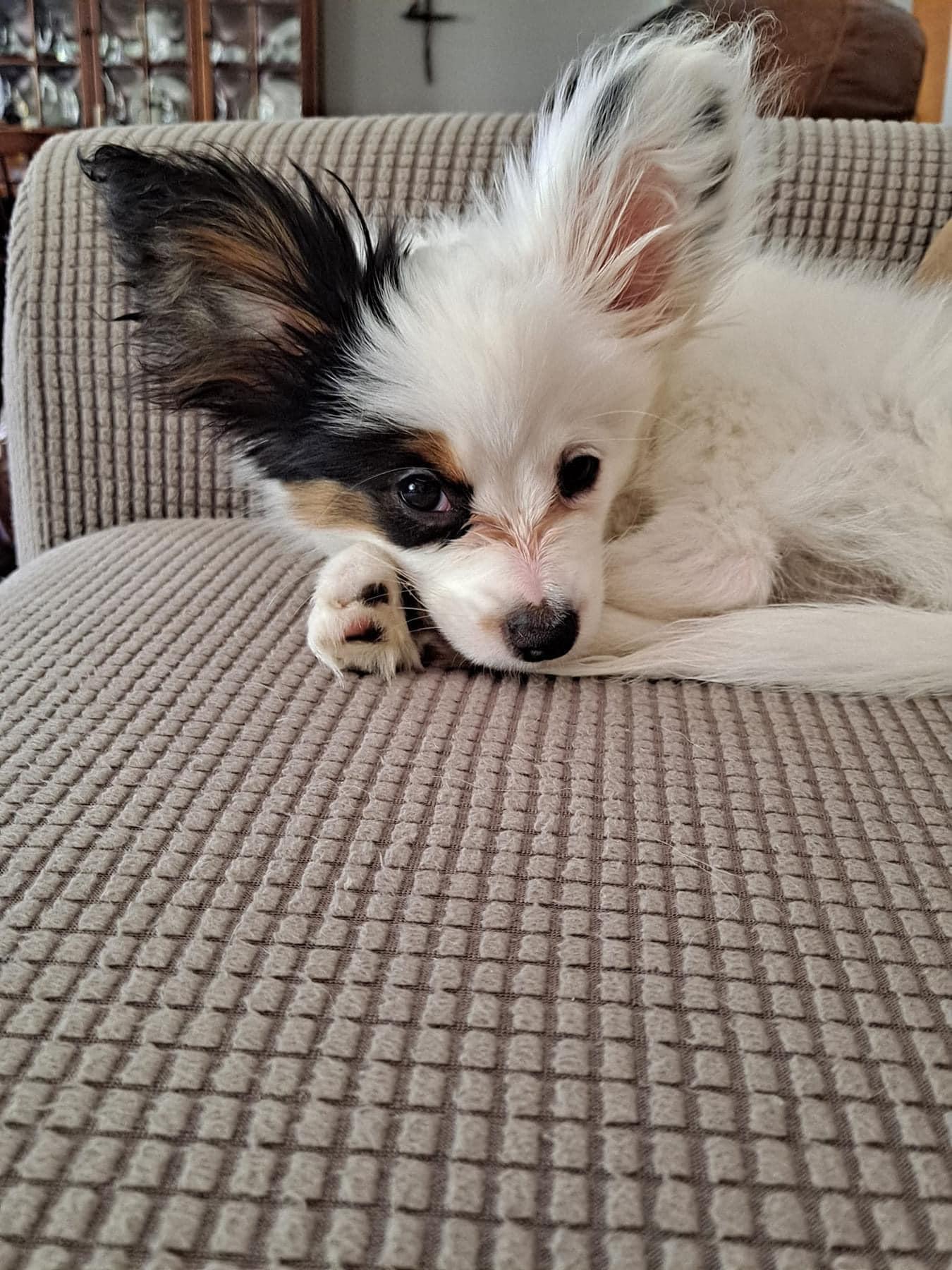 4 Paws Piper's Legacy Papillons in Ohio | Papillon puppies | Good Dog