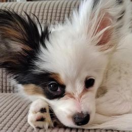 Papillons from 4 Paws Piper's Legacy Papillons