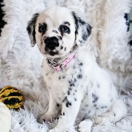 Marie - White and black female Dalmatian puppy in Gray, Georgia from Fuller Spots