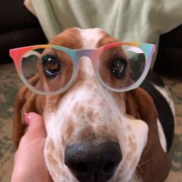 Basset Hounds from Lotus Rose Basset hounds