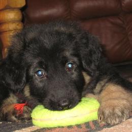 German Shepherd Puppies from VonDinehart Shepherds
