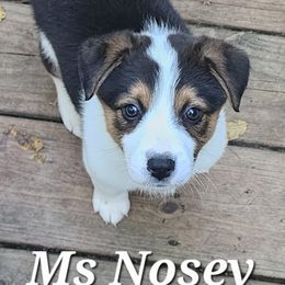 Girl 6 - Black and white female Companion Cross puppy in Utica, New York from Australian Cattle Dog Mix