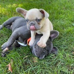 French Bulldog Puppies from Bleu Rock French Bulldogs