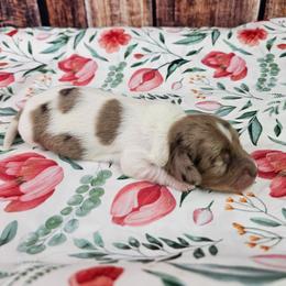 Snickers - Dapple female Dachshund puppy in Malad City, Idaho from Mountain Sage Dachshunds