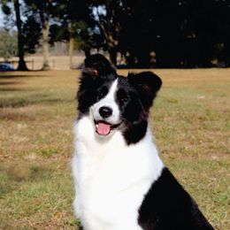 Breeze - Border Collie