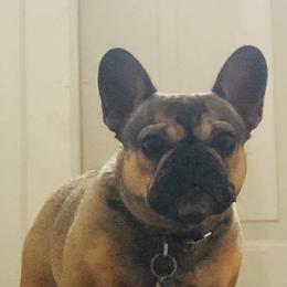 French Bulldogs from Cooper’s French Bulldogs