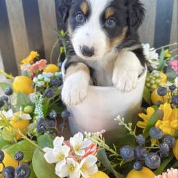 Daisy - Black tri-color female Australian Shepherd puppy in Mesa, Arizona from Four Peaks Aussies