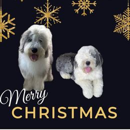 Andre’ - Old English Sheepdog