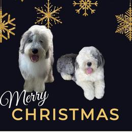 Andre’ - Old English Sheepdog