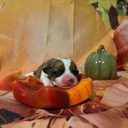 Grits - Sable male Pembroke Welsh Corgi puppy in Saint George, South Carolina from Carolina cotton candy corgis