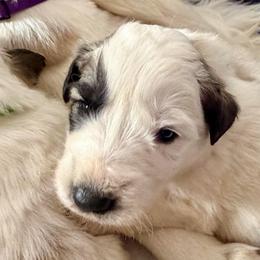 Valentino- blue - Badger male Colorado Mountain Dog puppy in Cotopaxi, Colorado from Once Upon A Moose (OUM)