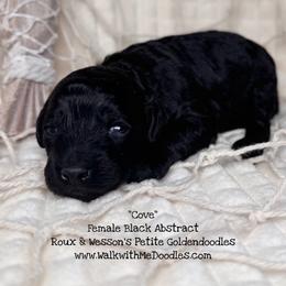 Cove - Black female Goldendoodle puppy in Orange, Texas from Walk with Me Doodles
