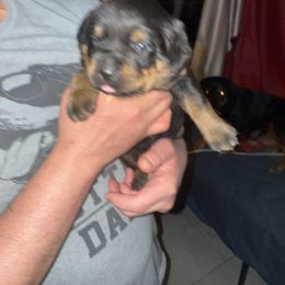 Rottweiler Puppies from Von Locher Rotties