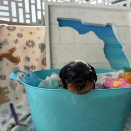 Dino - Black and tan male Cavalier King Charles Spaniel puppy in Destin, Florida from Ruby’s Coastal Cavaliers