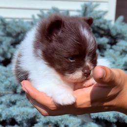 Cocoa - Chocolate parti female Pomeranian puppy in Waterloo, Indiana from Garcias Pomeranian