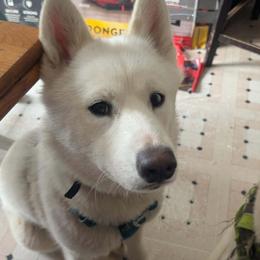 Persephone - Siberian Husky